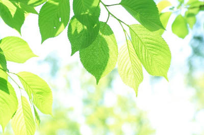 葉 緑 木 新緑 新芽 日本 木の葉 壁紙 背景 