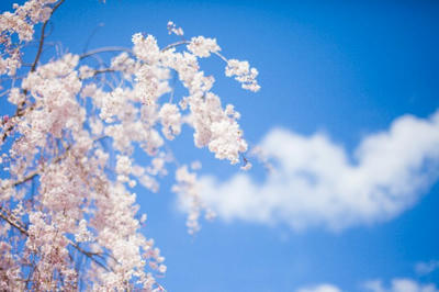 桜 サクラ 咲く 可愛い 幻想的 背景  壁紙