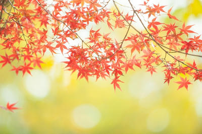 樹木 秋 晩秋 紅葉 もみじ モミジ かえで カエデ 楓 鮮やか 和風 日本 背景  壁紙